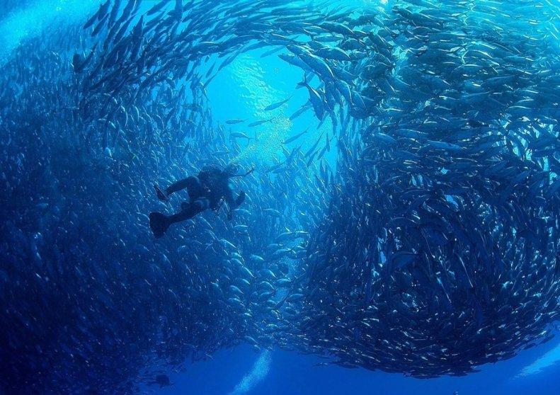 翻转吧，苹果虫
